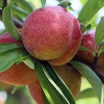 �����ڵ�