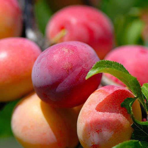 ȣ�����ڵ�